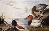 John James Audubon Canvas Paintings - Canvasback Duck